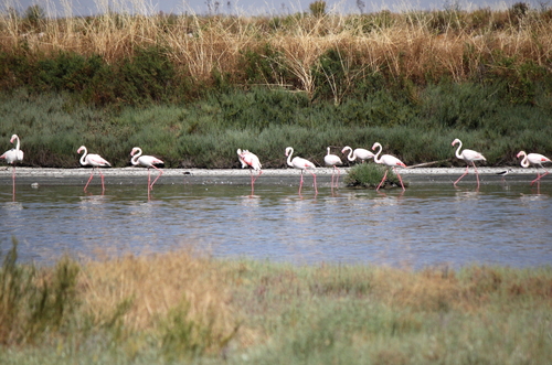 iNaturalist: (c) Mario Tarantino, some rights reserved (CC BY-NC), uploaded by Mario Tarantino iNaturalist image
