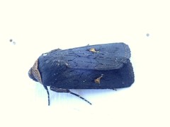 Proteuxoa cinereicollis