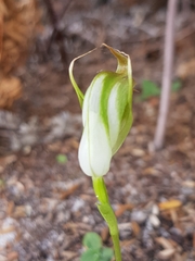 Pterostylis acuminata