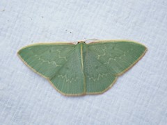 Chlorocoma melocrossa