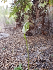 Pterostylis acuminata