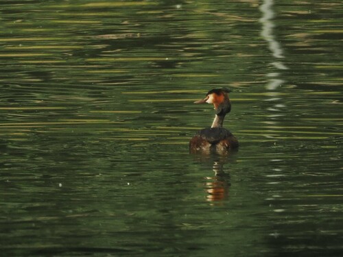iNaturalist image