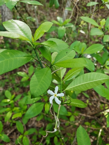 Tabernaemontana amygdalifolia observed 2026-06-06