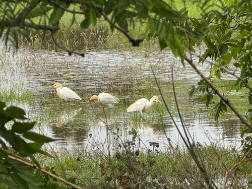 iNaturalist image