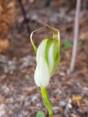 Pterostylis acuminata