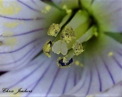 Gentianella cunninghamii