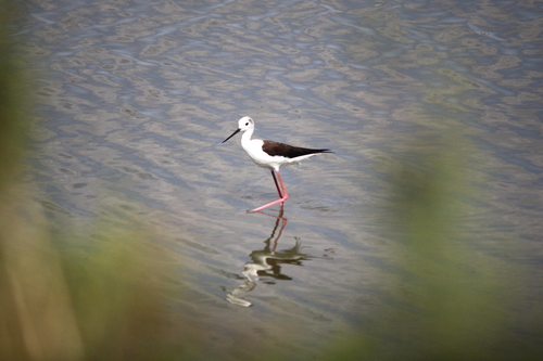 iNaturalist image