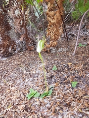 Pterostylis acuminata