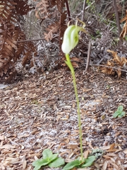 Pterostylis acuminata