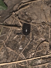 Armadillidium vulgare