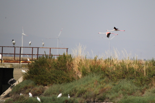 iNaturalist image