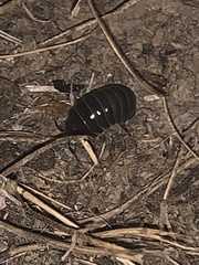 Armadillidium vulgare