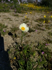Layia glandulosa