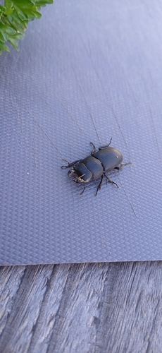 Lesser Stag Beetle
