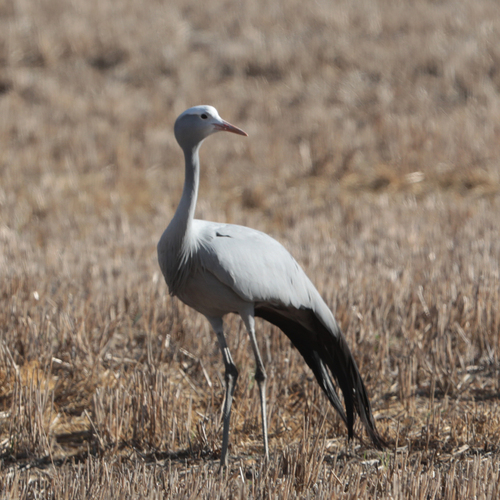 iNaturalist image