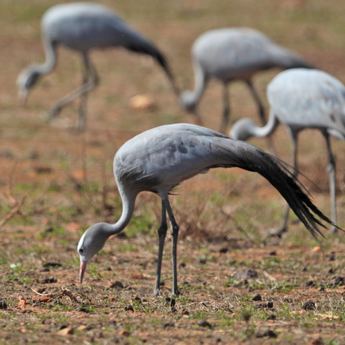 iNaturalist image
