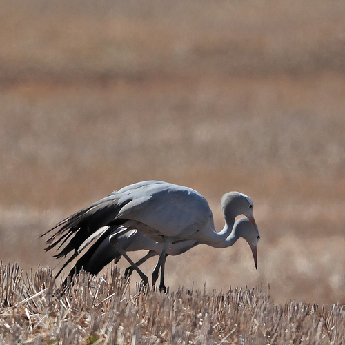 iNaturalist image