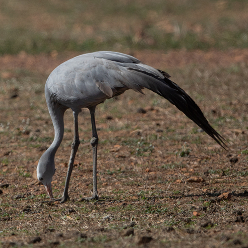 iNaturalist image