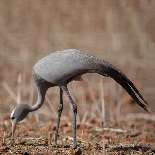 iNaturalist image