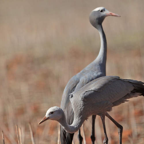 iNaturalist image