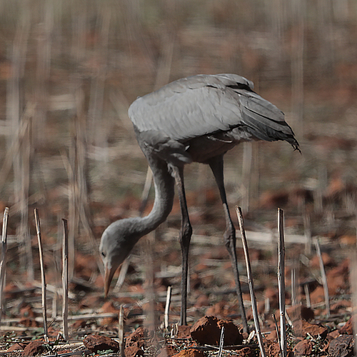 iNaturalist: (c) wicus leeuwner, some rights reserved (CC BY-NC), uploaded by wicus leeuwner iNaturalist image
