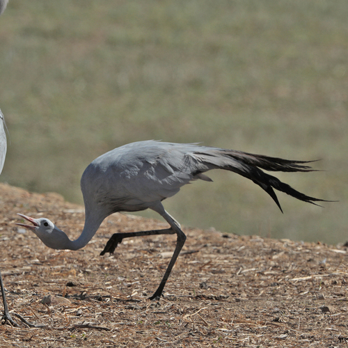 iNaturalist image