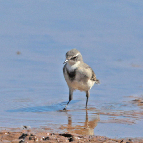 iNaturalist image