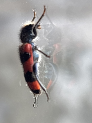 Bee-eating Beetle
