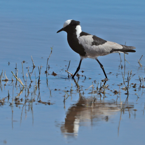 iNaturalist image