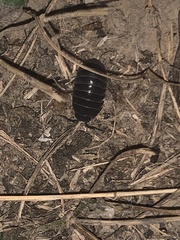 Armadillidium vulgare