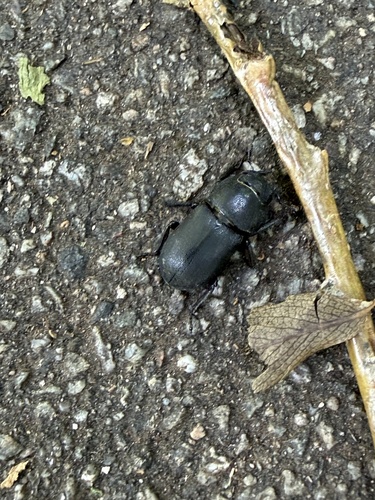 Lesser Stag Beetle