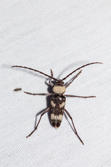 Megacyllene antennata