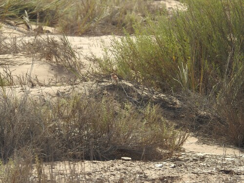 iNaturalist image