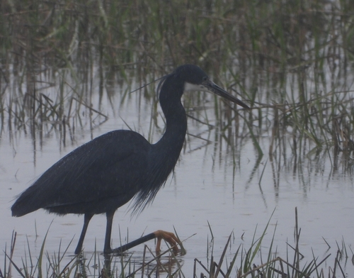 Garceta dimorfa (Egretta gularis)