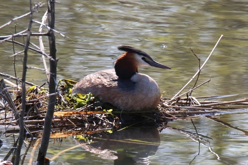 iNaturalist image