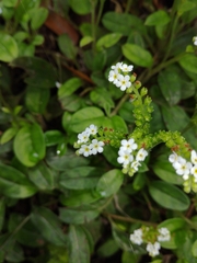 Trigonotis formosana