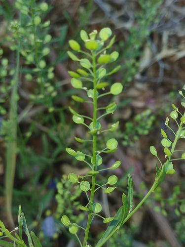 Narrow-leaved Pepperwort
