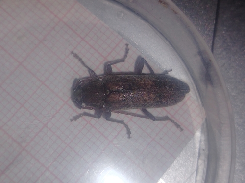 Trichoferus griseus