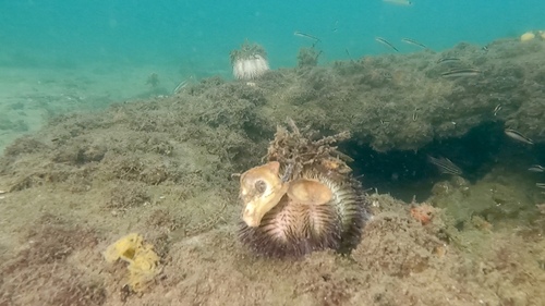 Temnopleurus alexandri observed 2026-06-04