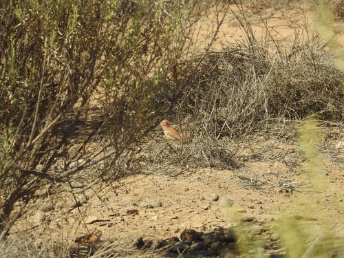 iNaturalist image