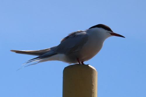 iNaturalist image