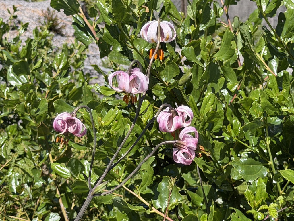 Lilium kelloggii; photograph (c) Dee Shea Himes, some rights reserved (CC BY)