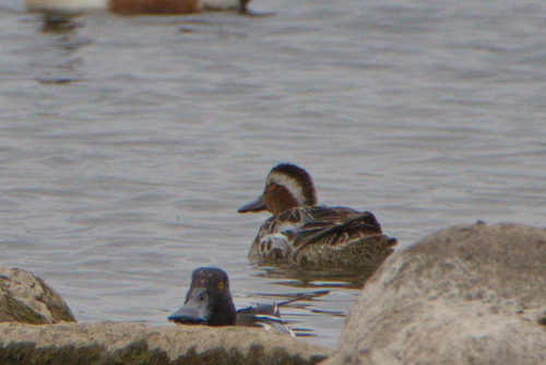 iNaturalist image