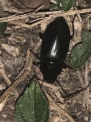Carabidae