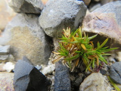 Azorella lycopodioides