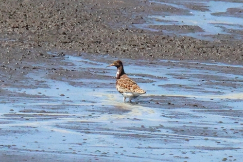 iNaturalist image