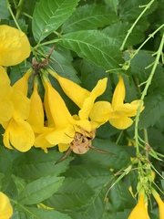 Xylocopa griswoldi