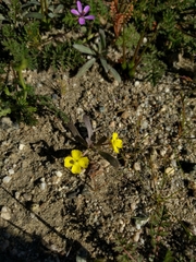 Camissoniopsis pallida