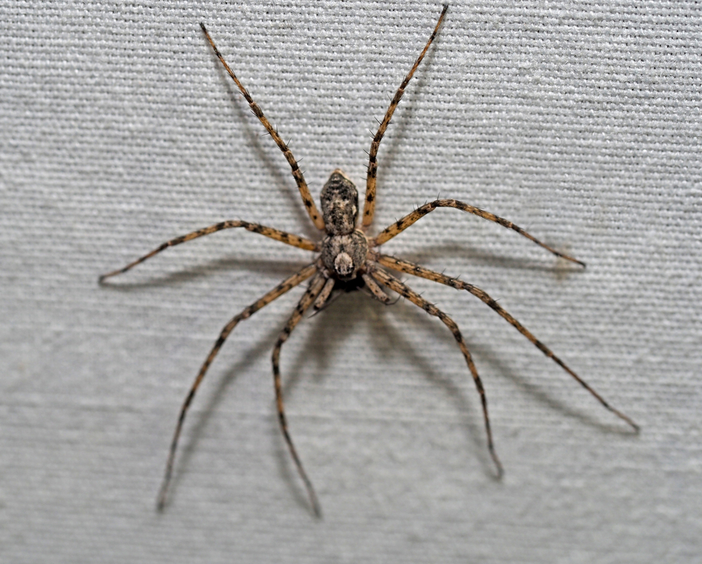 Philodromus pernix