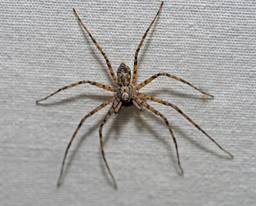 Philodromus pernix